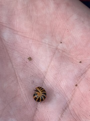 Glomeris annulata