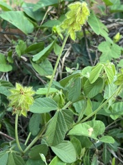 Eriosema parviflorum