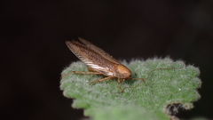 Ectobius pallidus