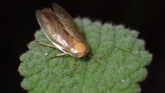 Ectobius pallidus