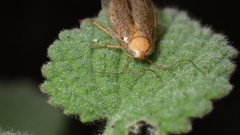 Ectobius pallidus