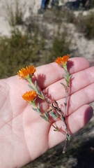 Lampranthus aureus