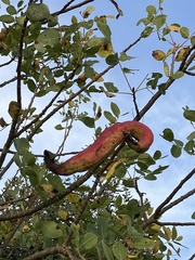 Baizongia pistaciae