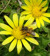 Apis mellifera capensis