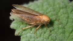 Ectobius pallidus