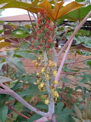 Ricinus