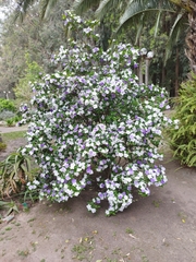 Brunfelsia australis