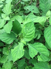 Isoglossa woodii