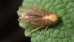 Ectobius pallidus