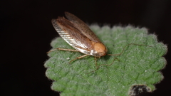 Ectobius pallidus