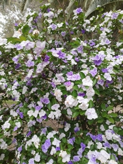 Brunfelsia australis