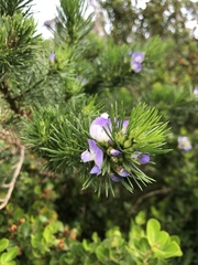 Psoralea pinnata