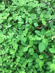 Isoglossa woodii