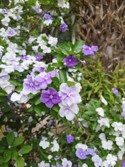 Brunfelsia australis