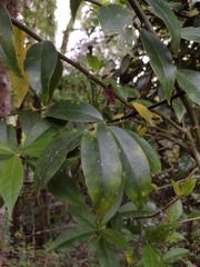 Pereskia aculeata