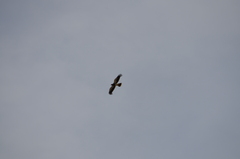 Daptrius megalopterus