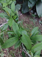 Pereskia aculeata