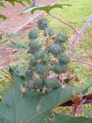 Ricinus