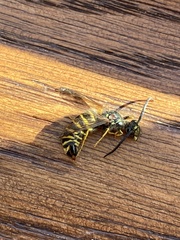 Vespula maculifrons