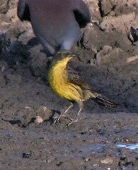 Agelasticus cyanopus