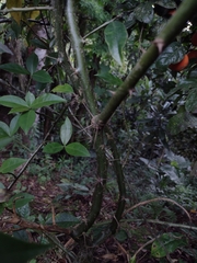 Pereskia aculeata