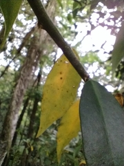 Pereskia aculeata