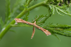 Gillmeria pallidactyla