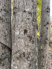 Liriodendron tulipifera