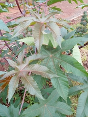 Ricinus