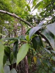 Pereskia aculeata