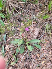 Carphephorus odoratissimus