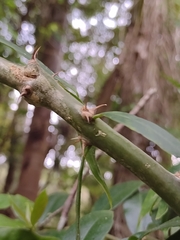 Pereskia aculeata