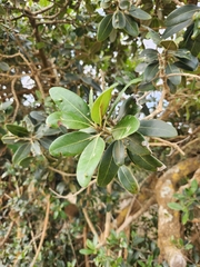 Sideroxylon inerme