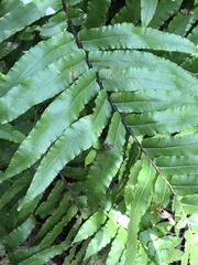 Blechnum capense