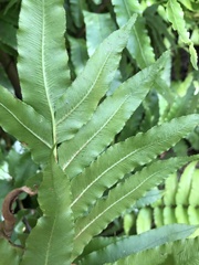 Blechnum capense