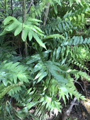 Blechnum capense