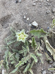 Chamaesaracha sordida