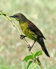 Agelasticus cyanopus