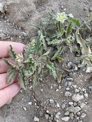 Chamaesaracha sordida