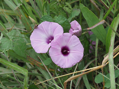 Ipomoea cordatotriloba