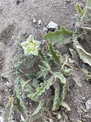 Chamaesaracha sordida