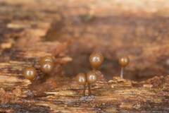 Hemitrichia calyculata