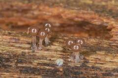 Hemitrichia calyculata