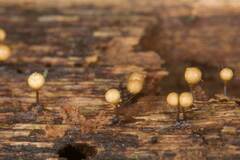 Hemitrichia calyculata