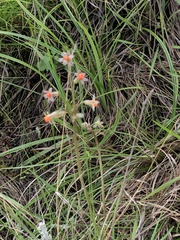 Tulbaghia acutiloba