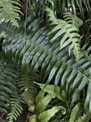 Blechnum punctulatum