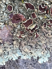 Xanthoparmelia conspersa