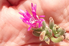 Drosanthemum hispidum