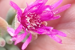 Drosanthemum hispidum