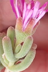 Drosanthemum hispidum